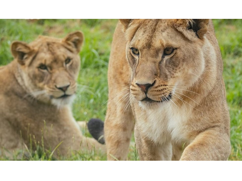 Singa di kebun binatang Whipsnade Inggris