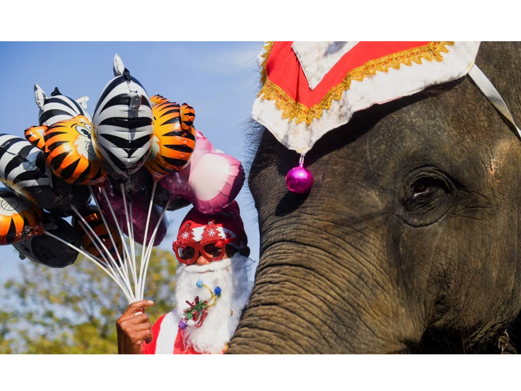 Gajah di Ayutthaya Thailand