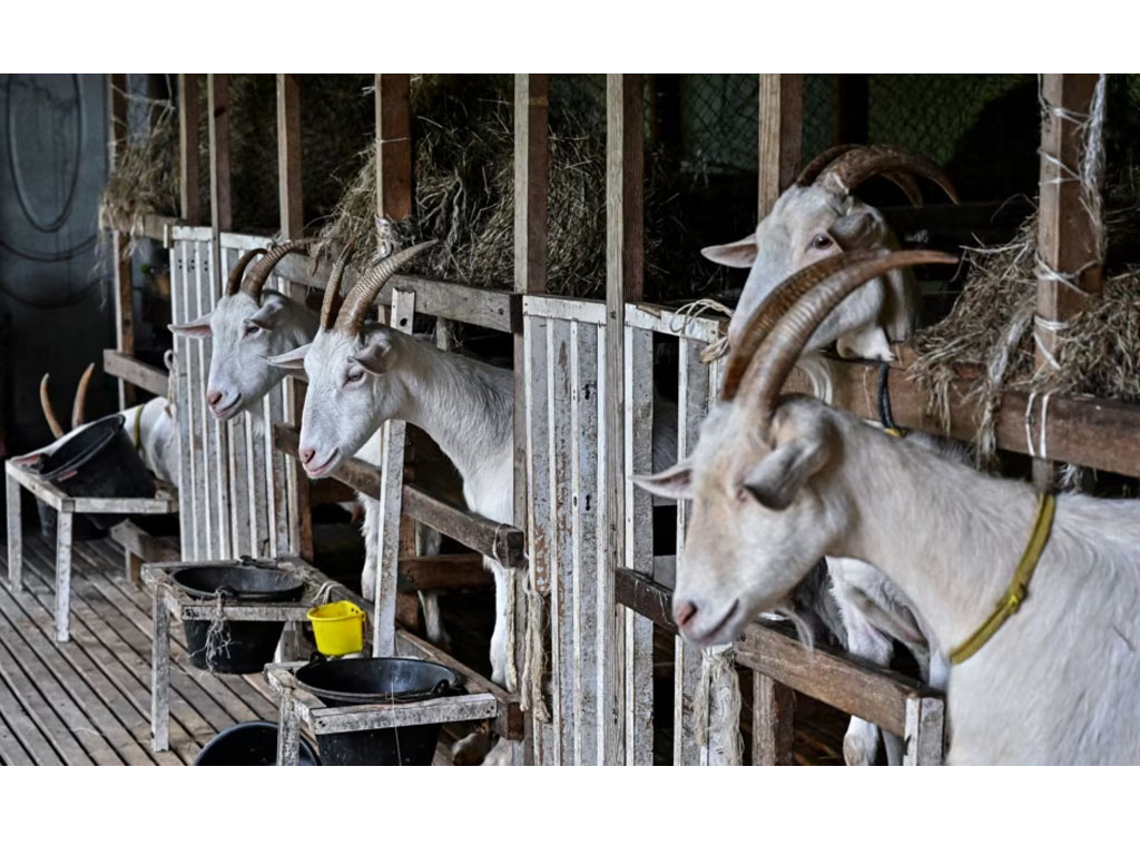 peternakan kambing di Thailand