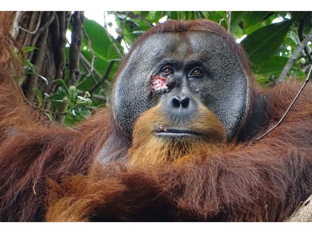 luka di bawah mata orangutan