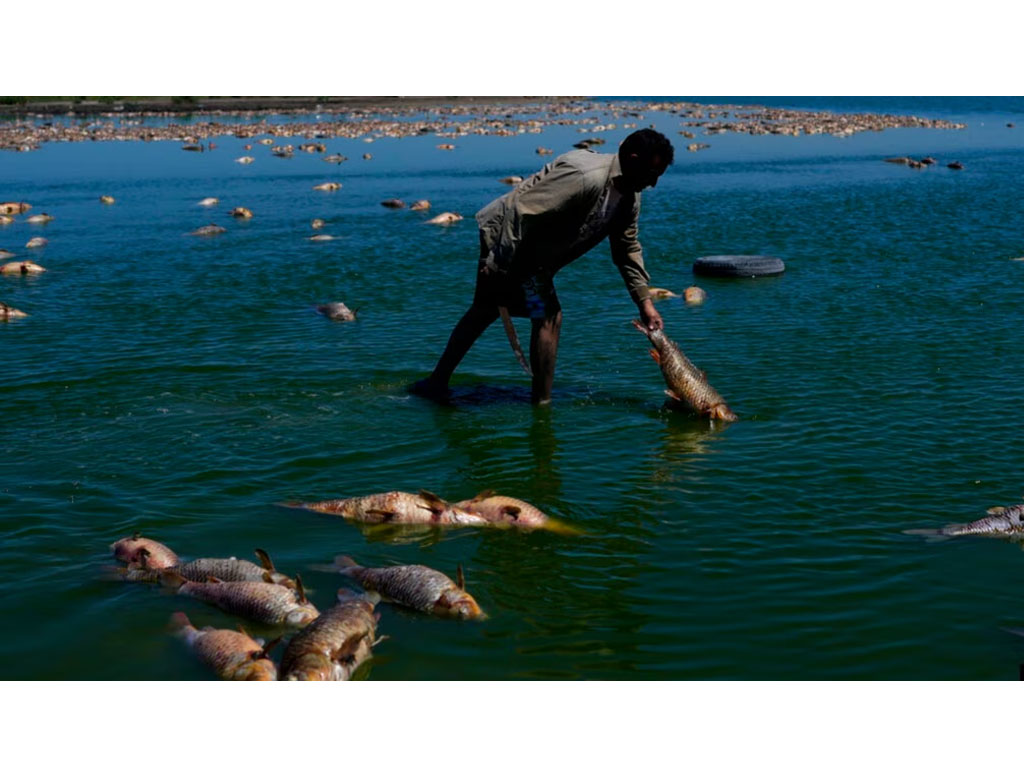 ikan mati di argentina