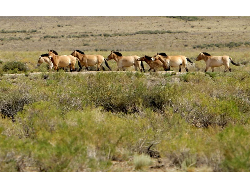 kuda liar merumput di Mongolia