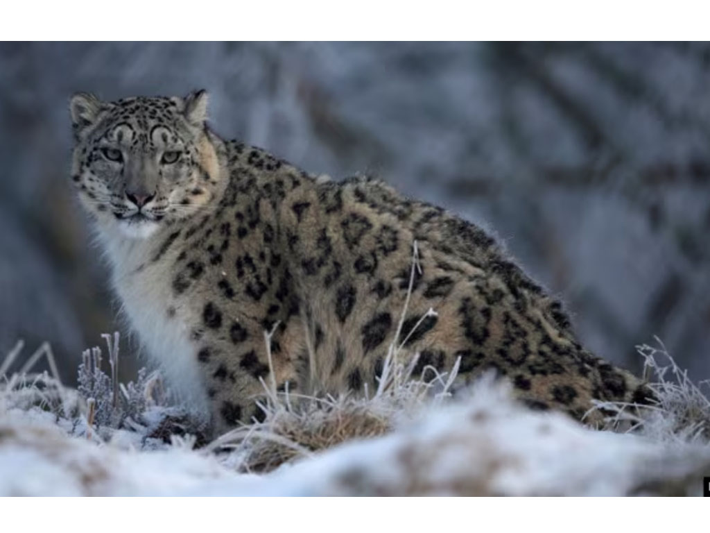 macan tutul di mongolia