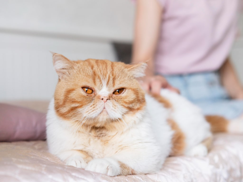 Kucing Betina