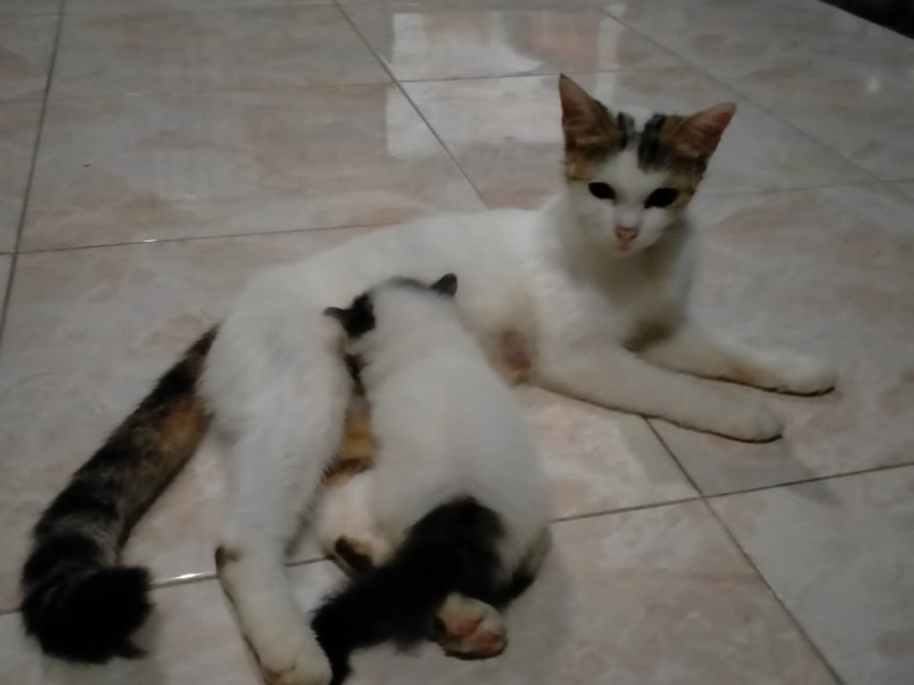 Kucing Melahirkan