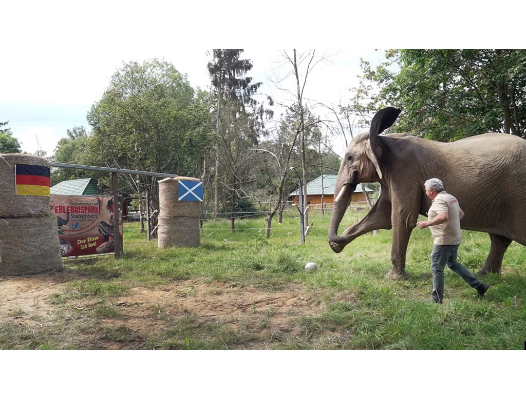 gajah peramal Euro 2024