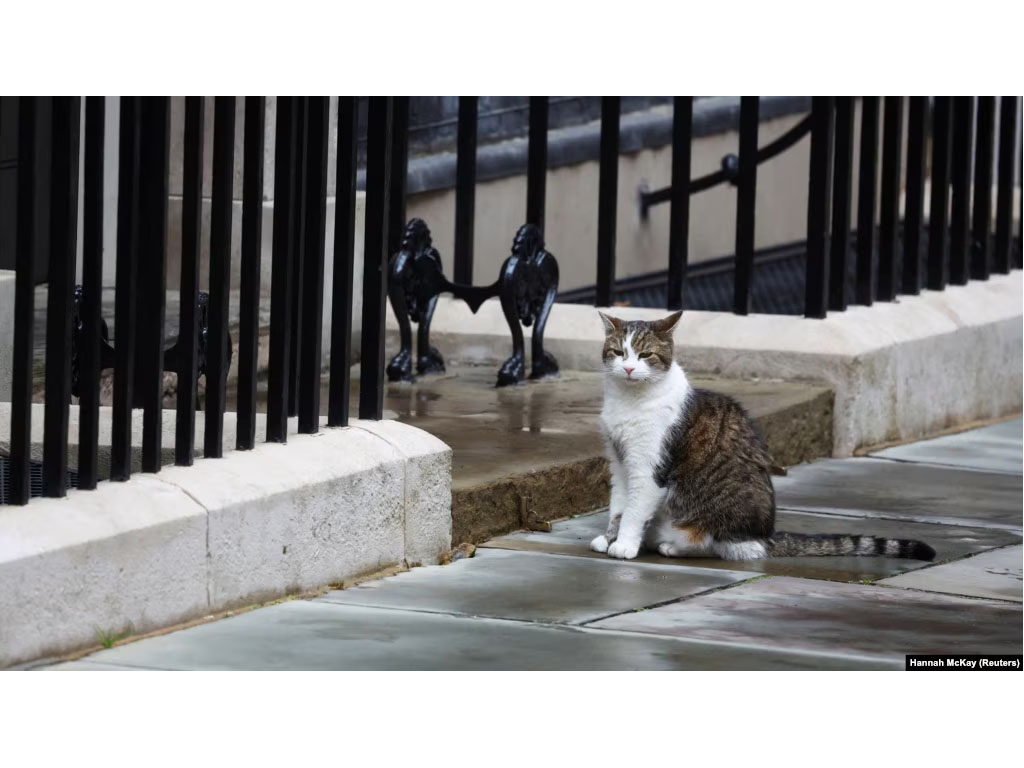 Larry di Downing Street