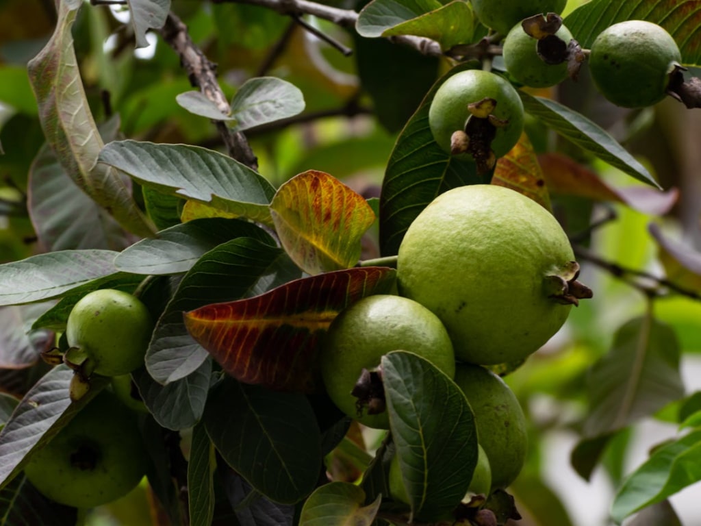 Daun Jambu Biji
