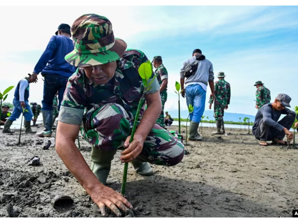 tni dan nelayan tanam bakau
