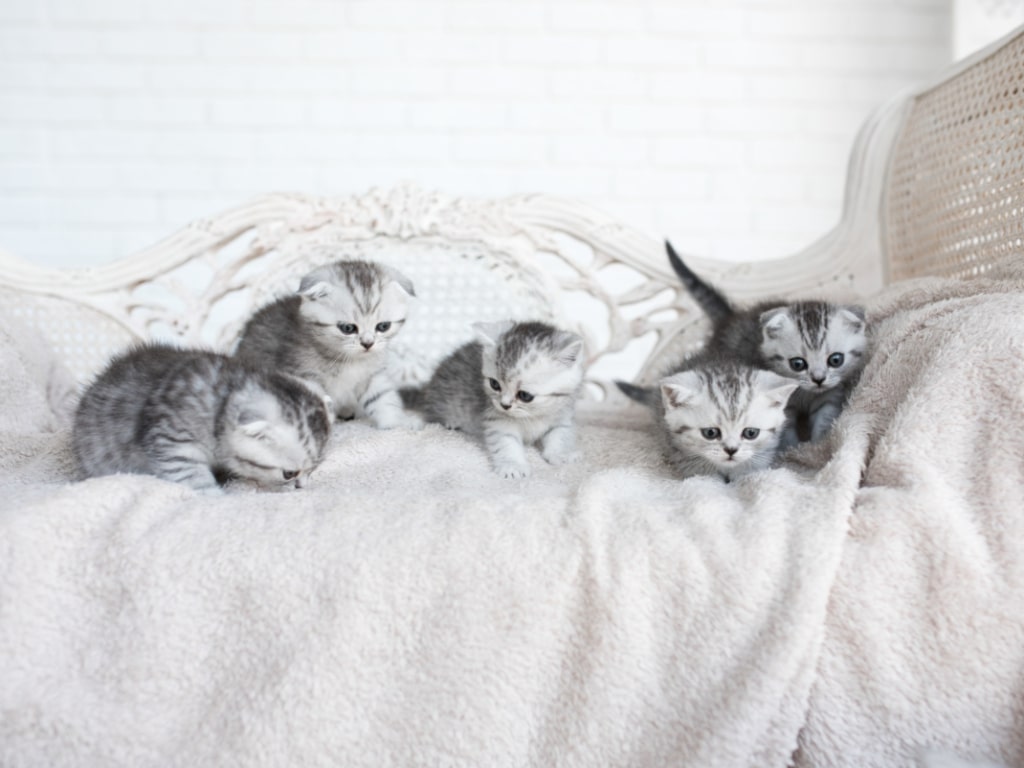 Kucing