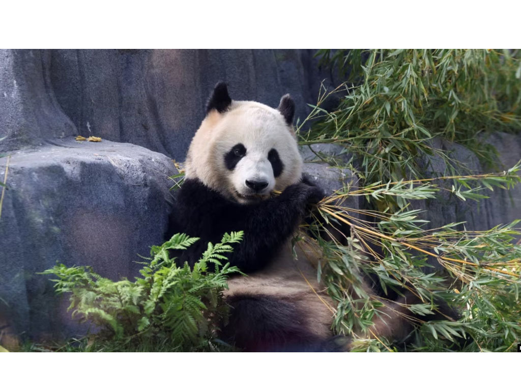 Panda di bonbin california