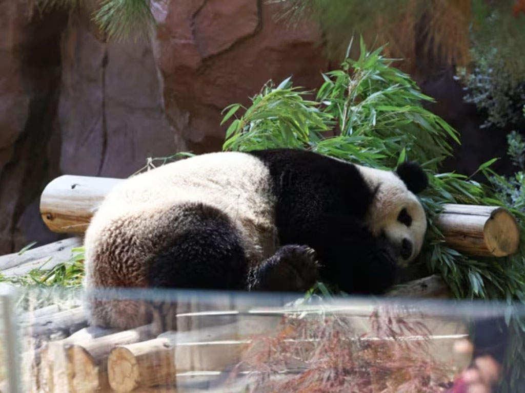 beruang panda di california