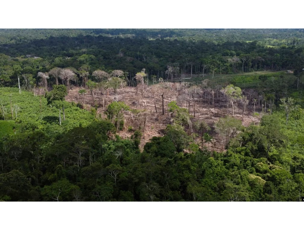 Pohon-pohon tumbuh di area penggundulan hutan
