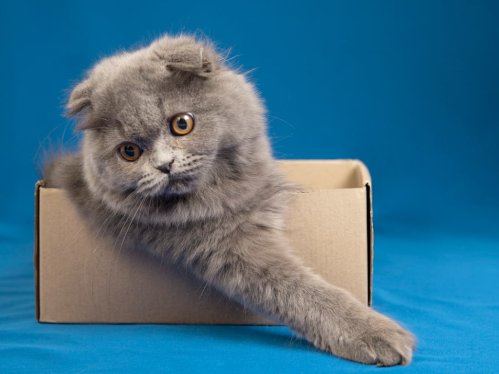 Kucing