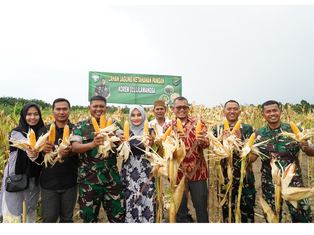 panen jagung LW-2