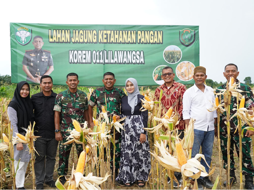 panen jagung LW-1