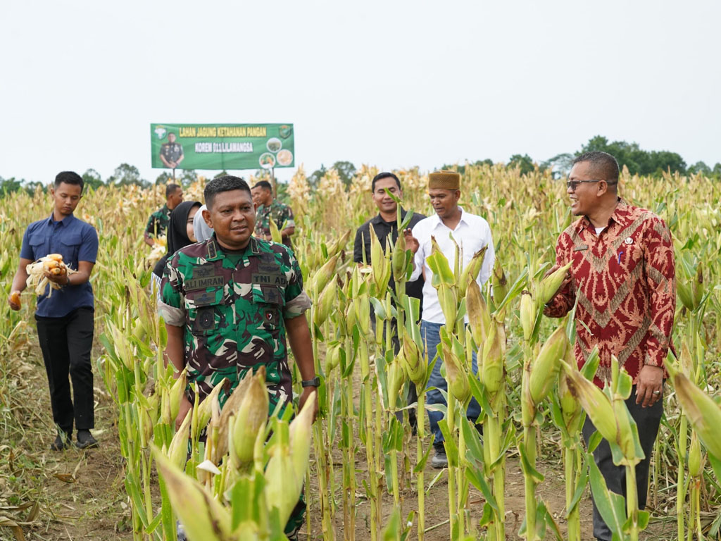 panen jagung LW-3