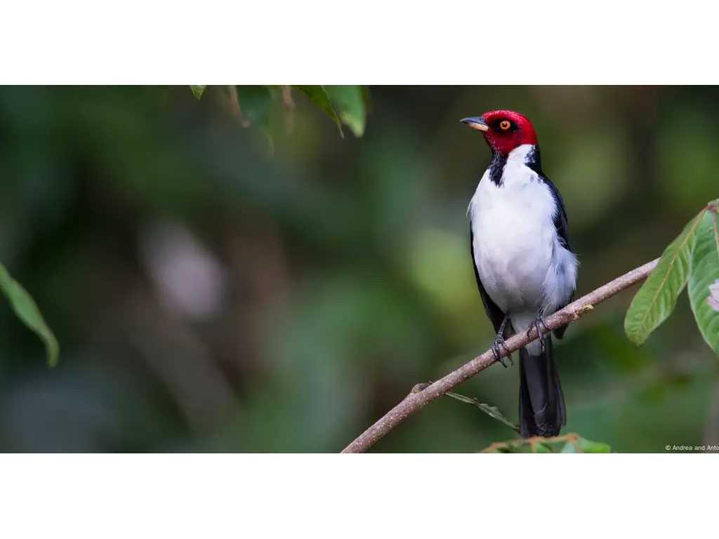 populasi burung di amerika Selatan