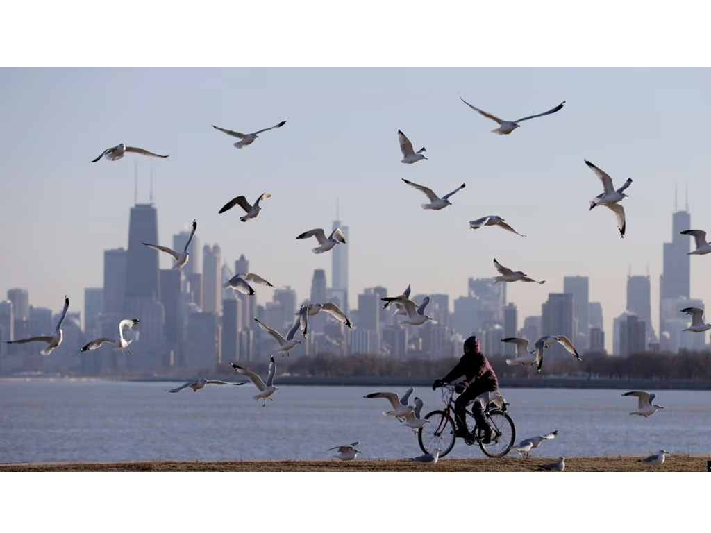 burung tebang di Chicago