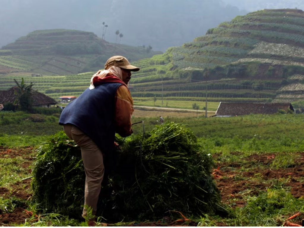 petani panen wortel di Malang