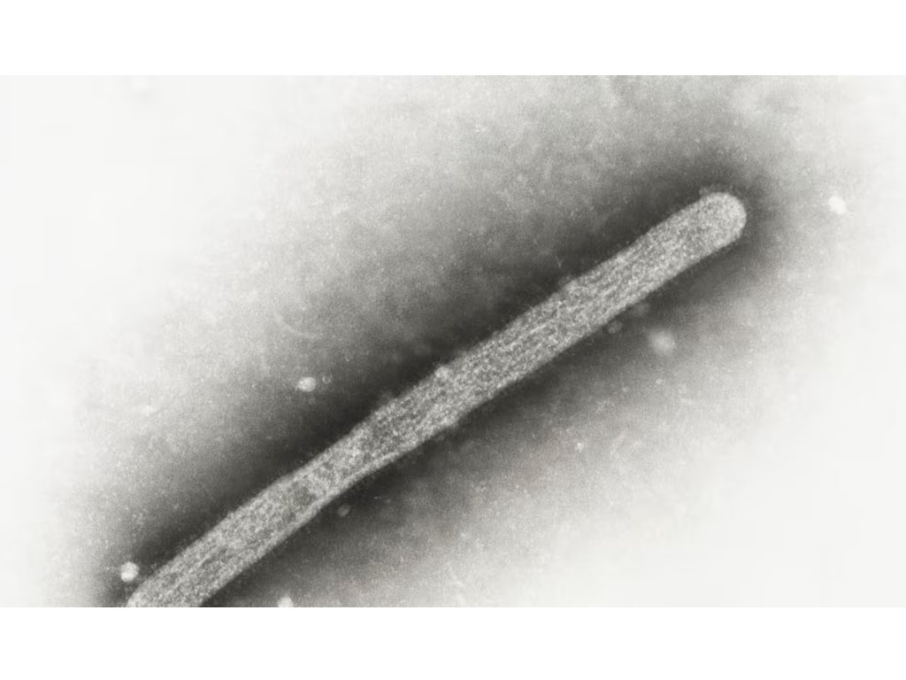 virus flu burung