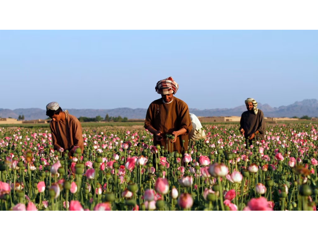 petani opium di Afghanistan