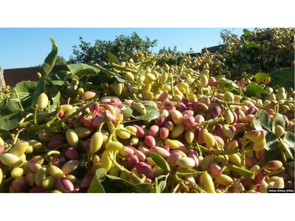 kacang pistachio