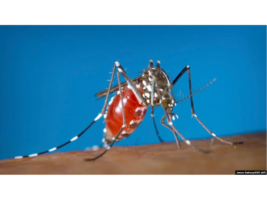 nyamuk Aedes albopictus