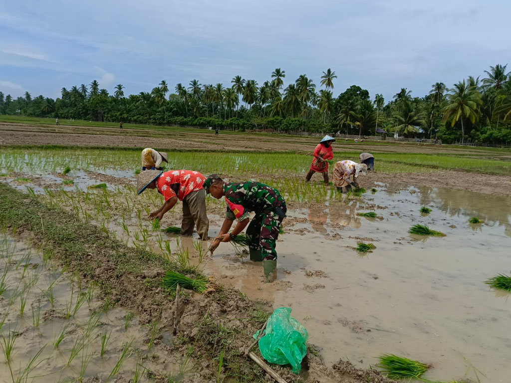 Babinsa dan warga tanam padi1