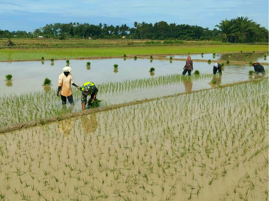 Babinsa dan warga tanam padi2