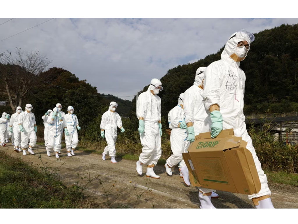 wabah flu burung di jepang