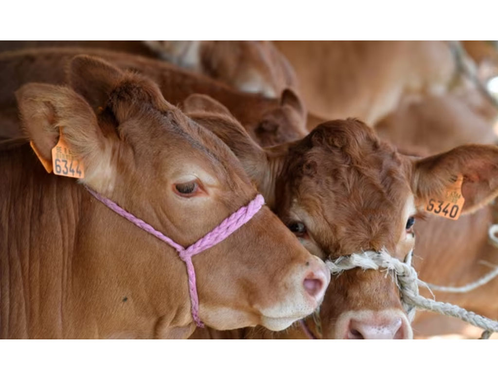 Sapi jenis limousin dipamerkan di Belgia