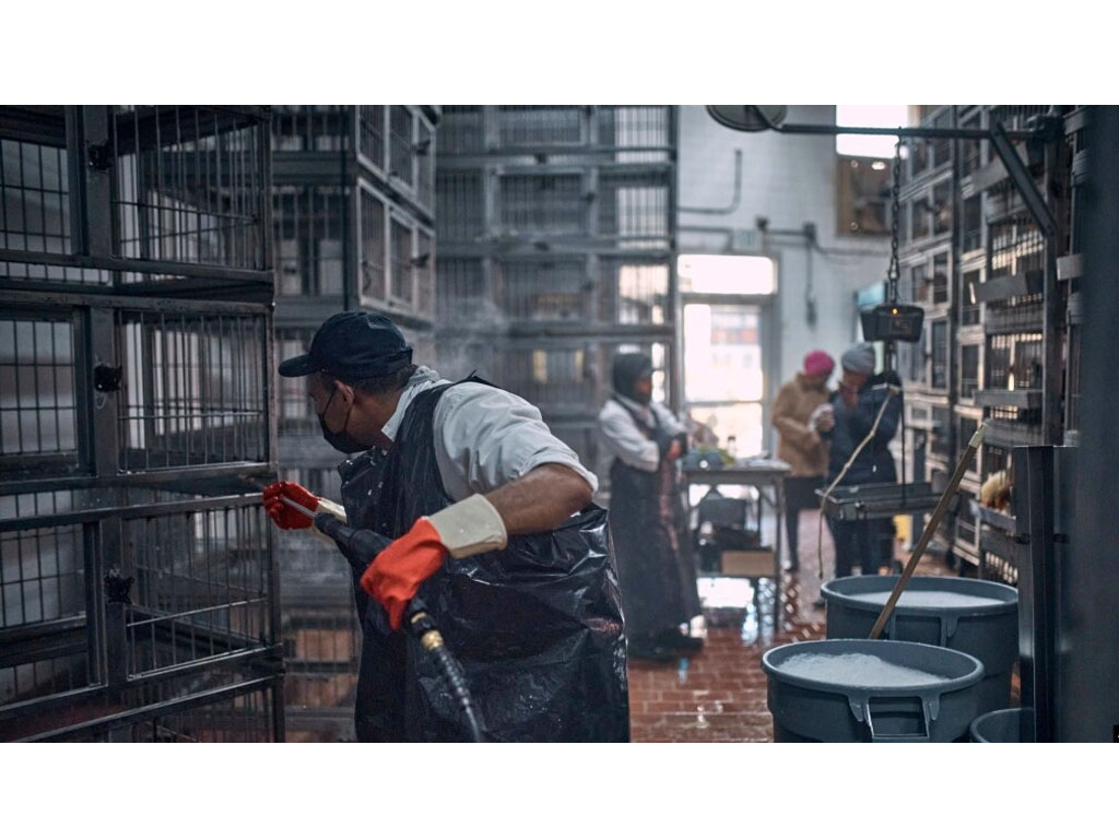 bersihkan kandang ayam di NY