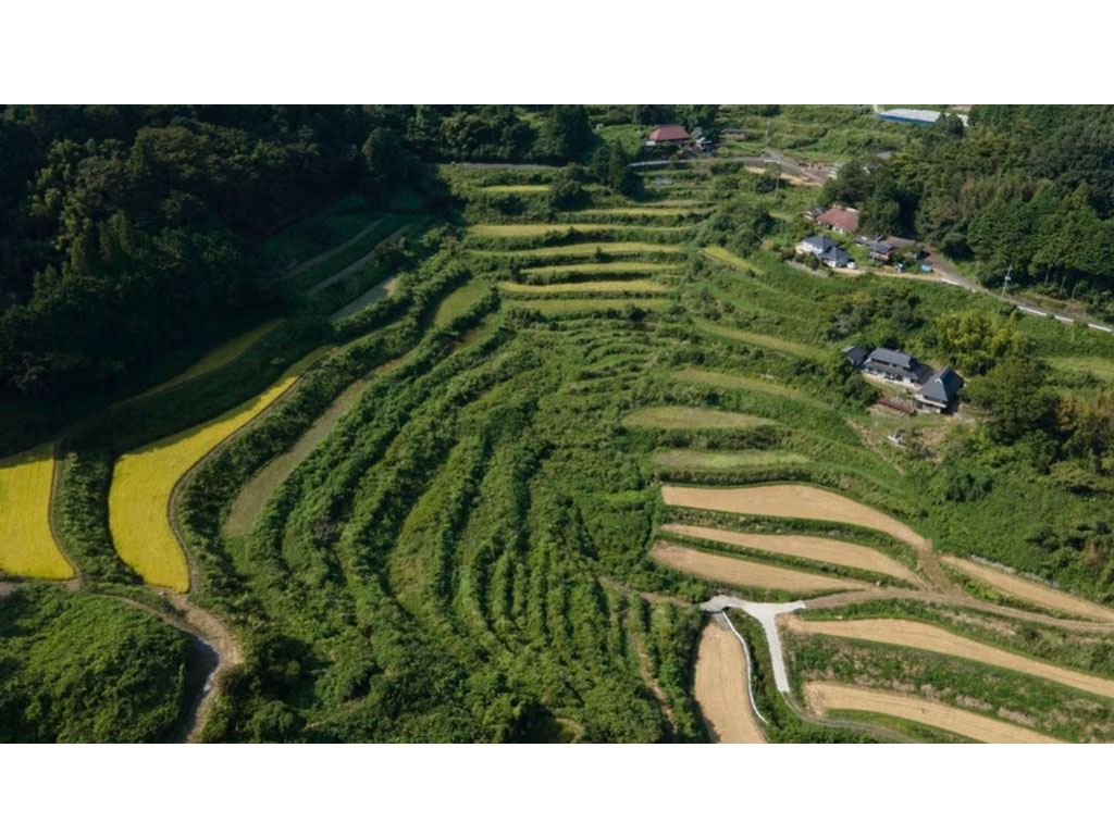 lahan sawah di Jepang
