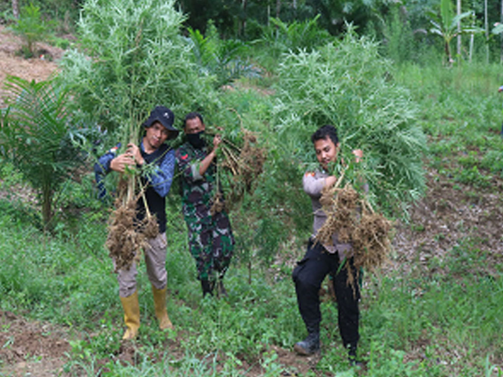 ganja Aut1