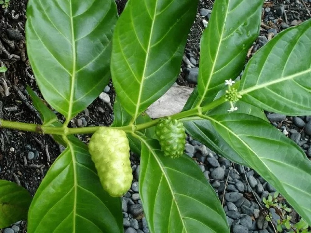 Mengkudu