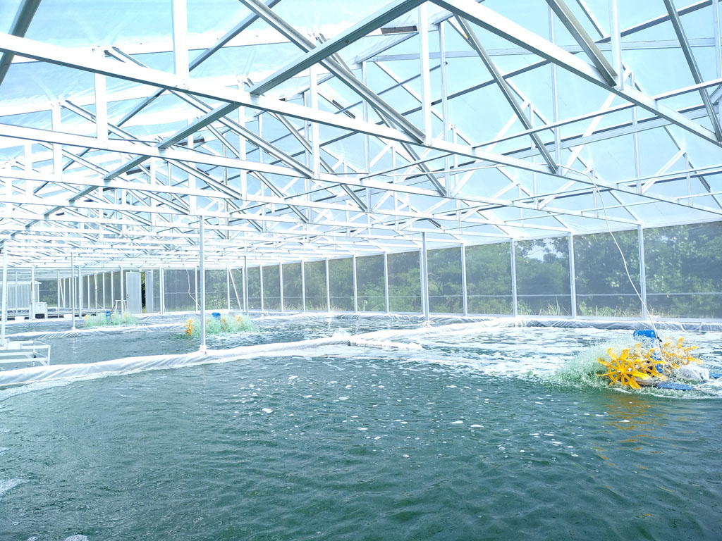 Kolam budidaya microalgae