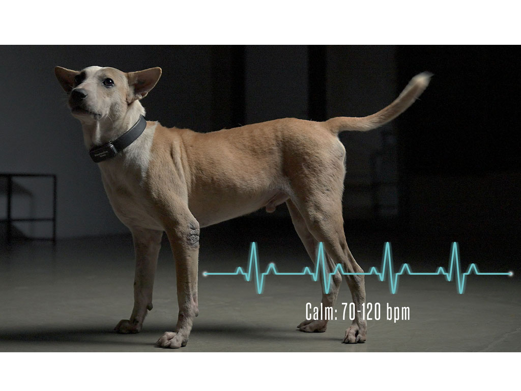 Paw2