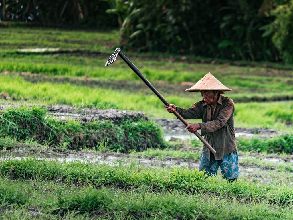 sektor pertanian Indonesia