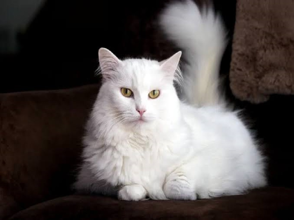 umur kucing