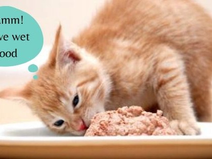 Kucing sedang menikmati wet food