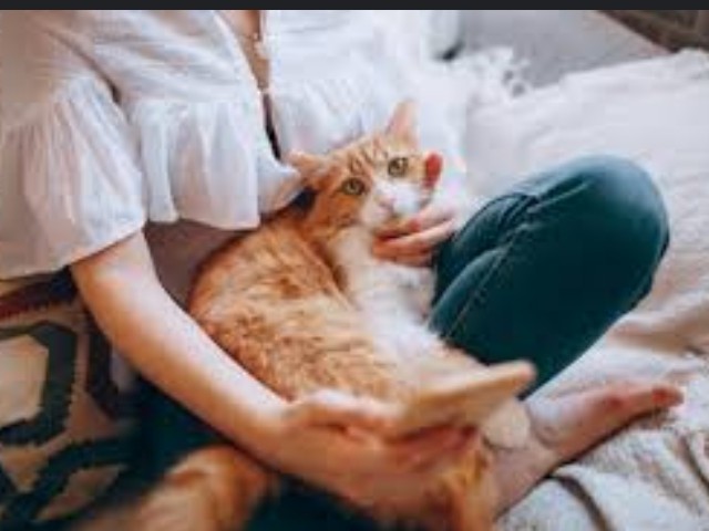 Kucing berinteraksi dengan pemiliknya. Foto: Pexels