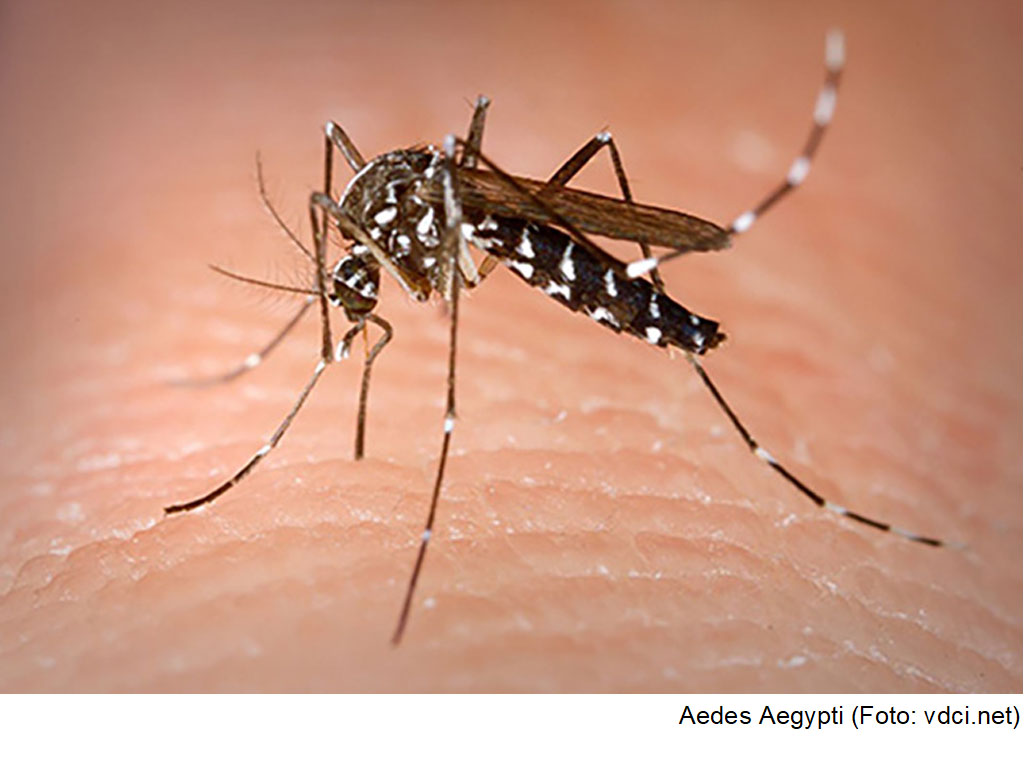 Demam Berdarah Kenali Penyebab Dan Gejala Serta Pencegahan Yang Perlu