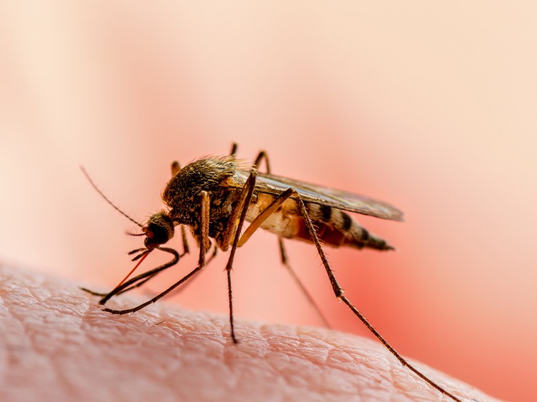 malaria