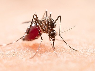 Nyamuk Aedes aegypti, penyebab utama DBD