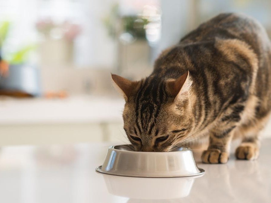 Kucing yang selalu minta makan