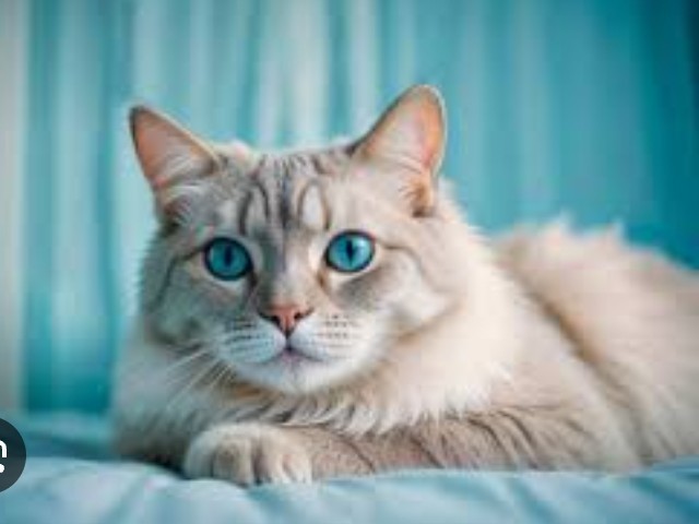Kucing aman di halaman berpagar