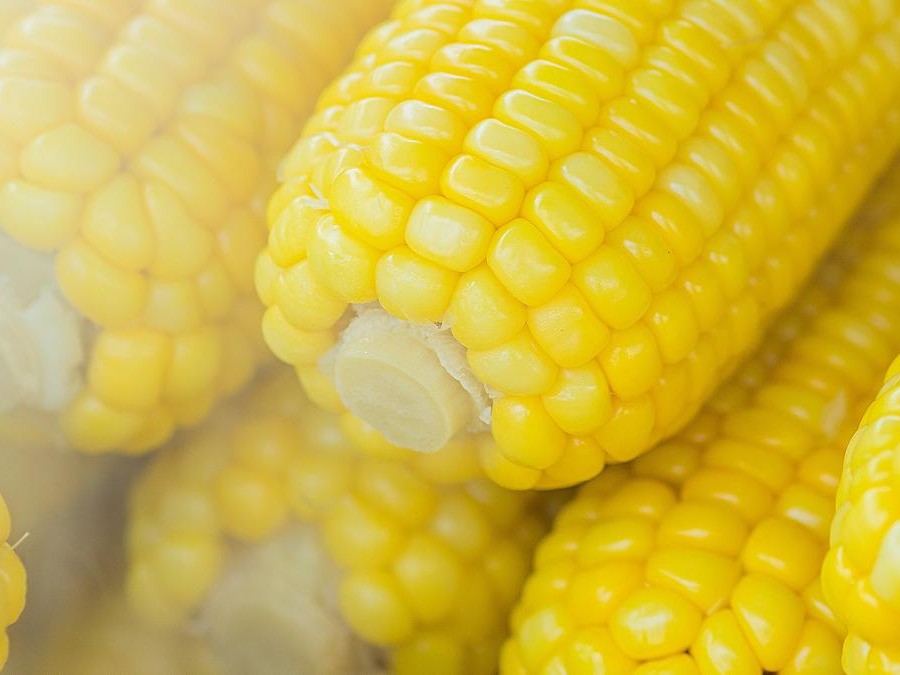 Jagung rebus yang manis dan empuk