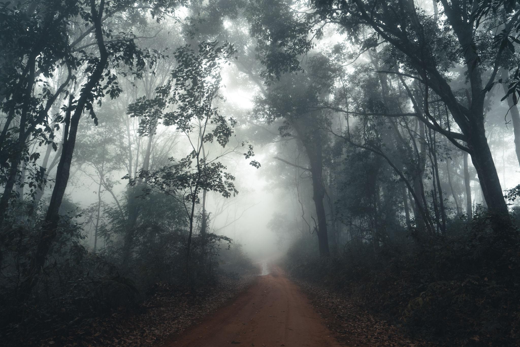 Jalan Terakhir Sebelum Hutan