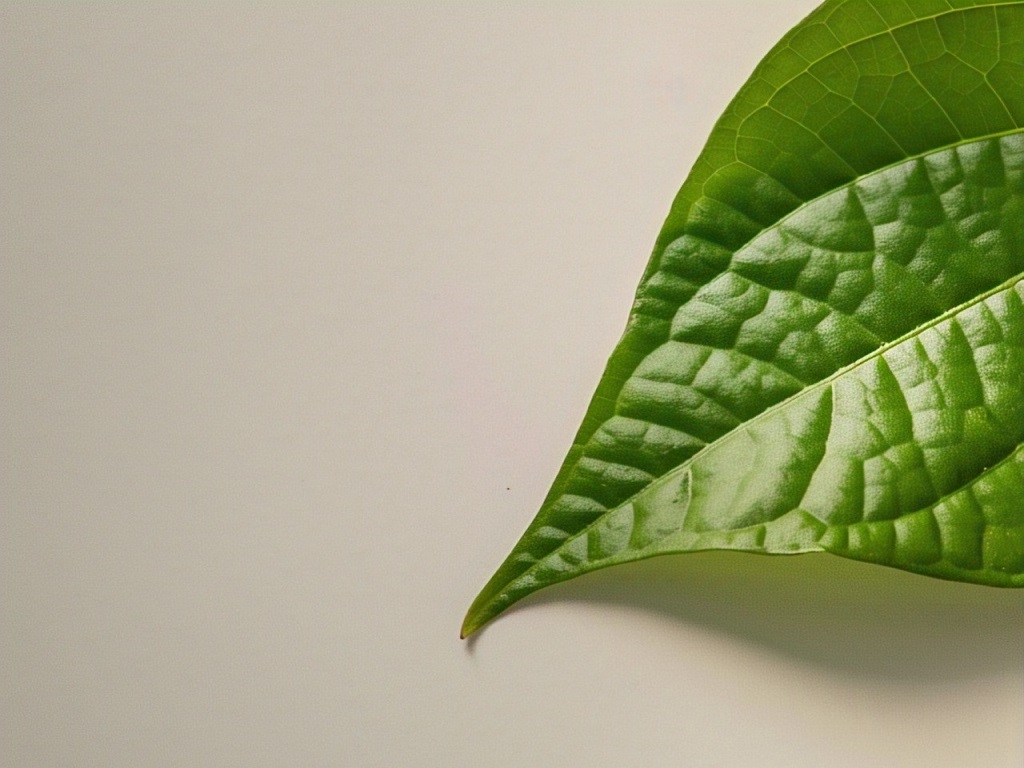 Manfaat Daun Sirih untuk Gusi Bengkak, Solusi Herbal yang Efektif